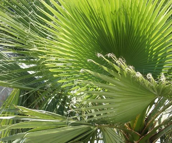 Palms & Maslenica 야세니스