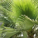 Palms & Maslenica Jasenice (Zadar)